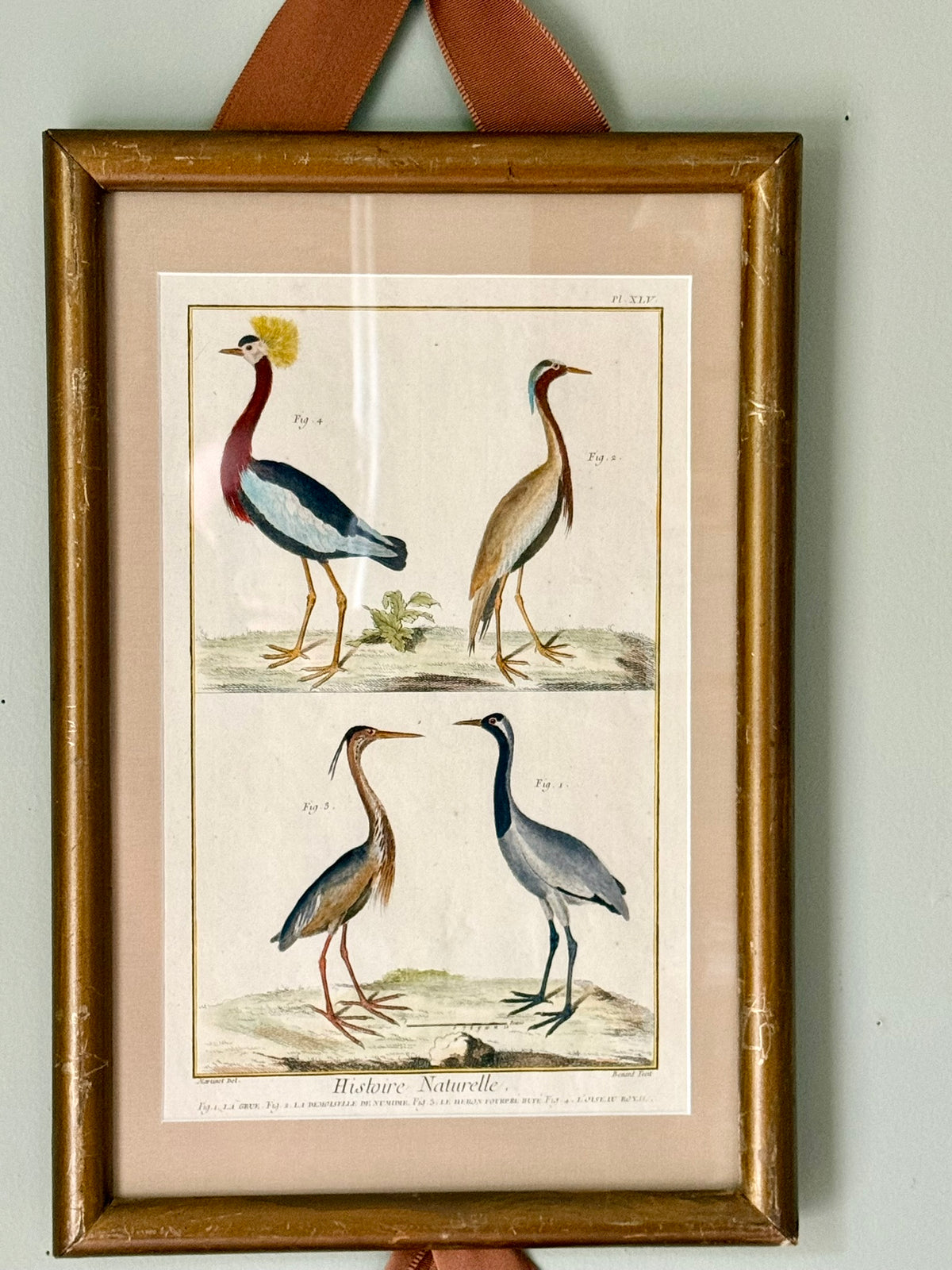 Pair of Rare French Hand Painted 18th Century Bird Engravings